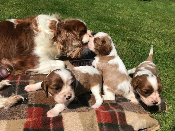 Aranyos és imádnivaló Cavalier King Charles spániel kiskutyák eladók - 3/3