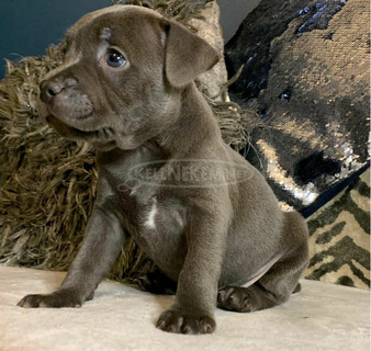 Csodálatos staffordshire terrier kölykök, készen állnak arra, hogy új