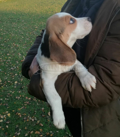 Aranyos és kedves Beagle kölykök - 2/3