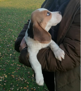 Aranyos és kedves Beagle kölykök