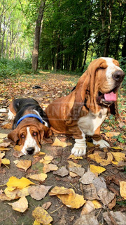 Basset hound kiskutyák eladó