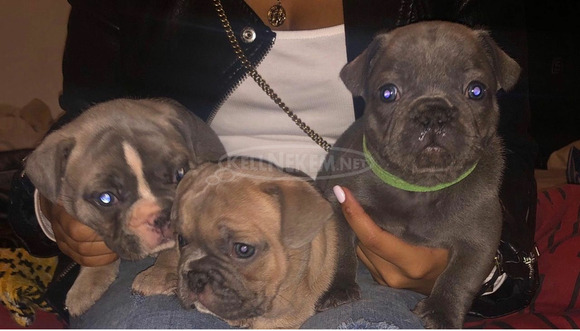 Imádnivaló hím és nőstény francia bulldog kölykök - 1/1