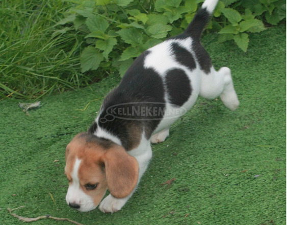 Lenyűgöző Beagle kölykök - 1/1