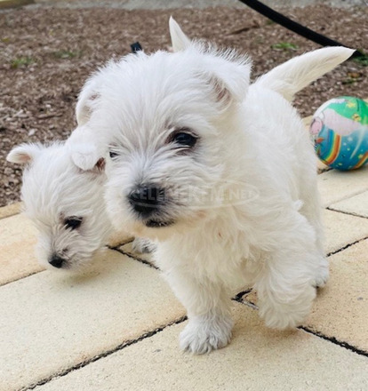 Westie kiskutyák eladók - 5/12