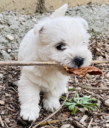 Westie kiskutyák eladók - 7/12