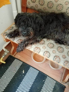 Zénó, a csupaszív kutyus Zénó, a csupaszív kutyus