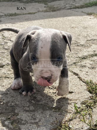 Amerikai Staffordshire terrier Amstaff kiskutyák eladók - 1/10