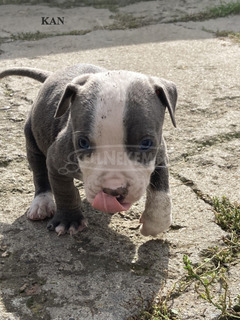 Amerikai Staffordshire terrier Amstaff kiskutyák eladók