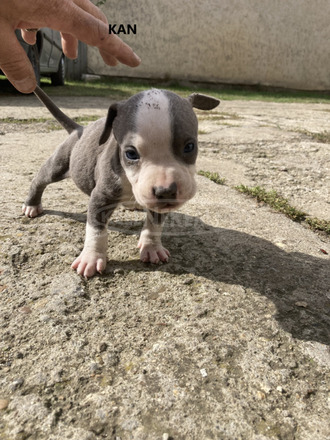 Amerikai Staffordshire terrier Amstaff kiskutyák eladók - 2/10