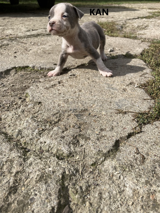 Amerikai Staffordshire terrier Amstaff kiskutyák eladók - 3/10