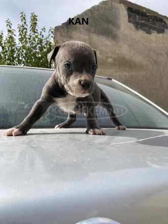 Amerikai Staffordshire terrier Amstaff kiskutyák eladók - 4/10