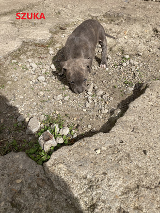 Amerikai Staffordshire terrier Amstaff kiskutyák eladók - 5/10