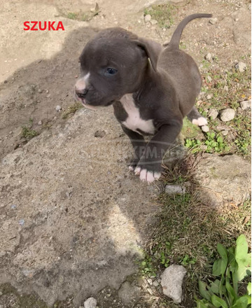 Amerikai Staffordshire terrier Amstaff kiskutyák eladók - 6/10