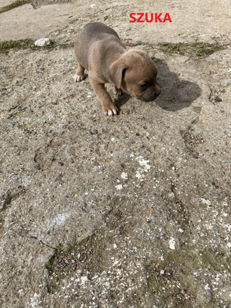 Amerikai Staffordshire terrier Amstaff kiskutyák eladók - 7/10