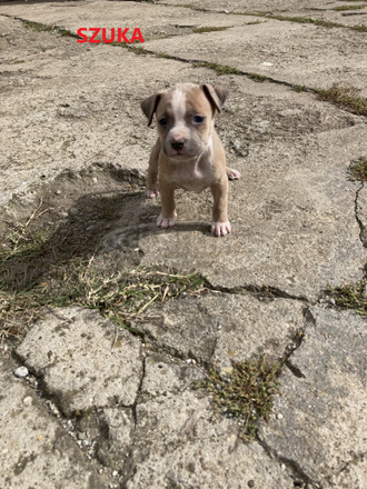 Amerikai Staffordshire terrier Amstaff kiskutyák eladók - 8/10