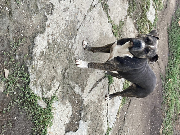 Amerikai Staffordshire terrier Amstaff kiskutyák eladók - 9/10