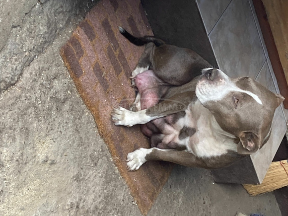 Amerikai Staffordshire terrier Amstaff kiskutyák eladók - 10/10