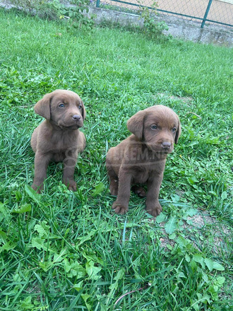 Csoki labrador kölykök - 1/1