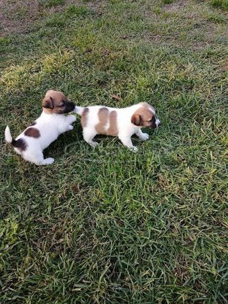 Jack russel terrier fajtiszta kiskutyák eladóak - 2/5