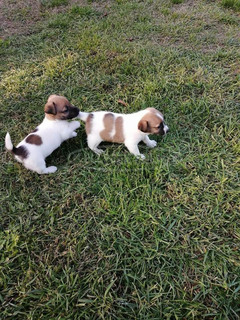 Jack russel terrier fajtiszta kiskutyák eladóak