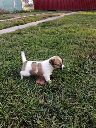 Jack russel terrier fajtiszta kiskutyák eladóak - 4/5