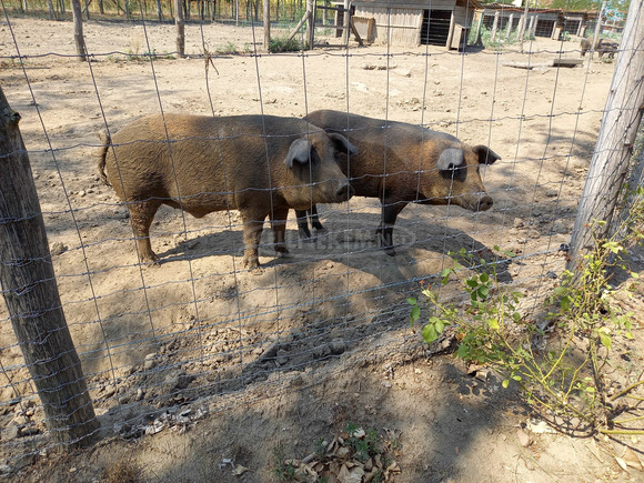 vadháló,drótháló,kerítésdrót,uszeg,szögesdrót, oszlop - 1/8