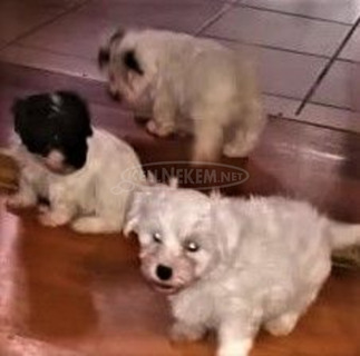 Bichon Havanese kölyök kutyák költöznének