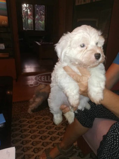 Bichon Havanese kölyök kutyák költöznének