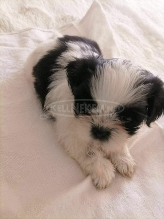 Shih-tzu - 3/5