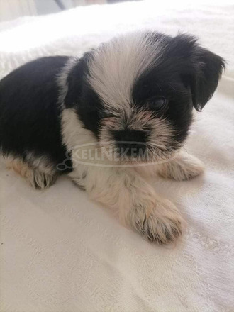 Shih-tzu - 4/5