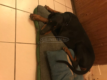 Dobermann kiskutya eladó Dobermann kiskutya eladó