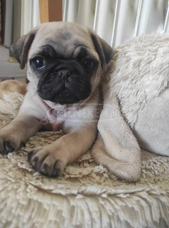 Eladó mopsz kislányok