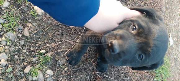 Labrador kislány - 5/8
