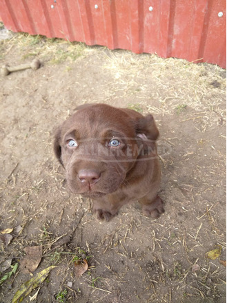 Labrador kutyakölykök költöznének! - 5/12