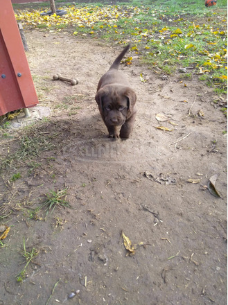 Labrador kutyakölykök költöznének! - 7/12