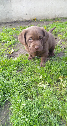 Labrador kutyakölykök költöznének! - 8/12