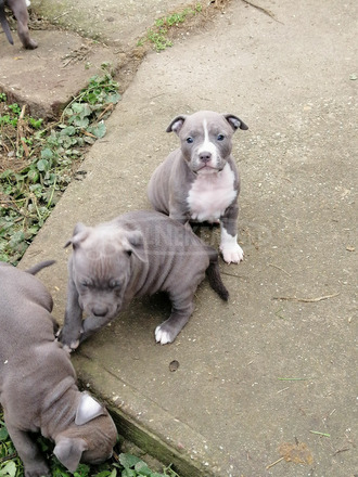 Eladó staffordshire terrier kiskutyák - 2/3