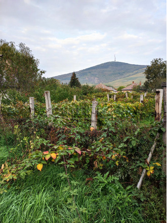 Tokaj Tarcali út 55 - 4/4