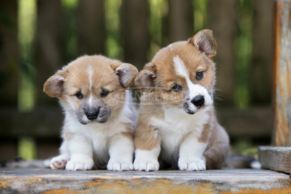 Pembroke Welsh Corgi kölykök kaphatók. WHATSAPP +491521062126 - 1/2