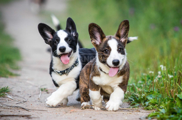 Pembroke Welsh Corgi kölykök kaphatók. WHATSAPP +491521062126 - 2/2