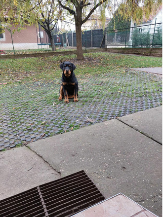 Rottweiler kutya - 1/3