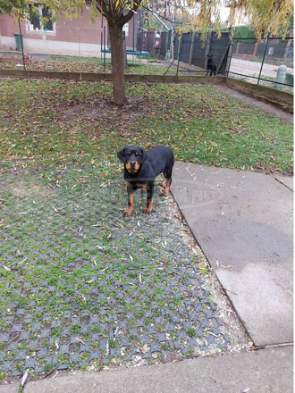 Rottweiler kutya - 2/3