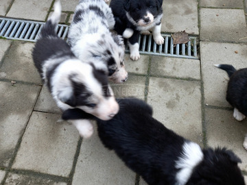 Boder collie jellegü kiskutyák