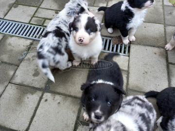 Boder collie jellegü kiskutyák