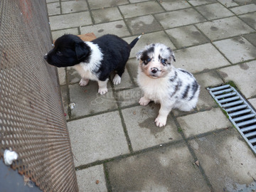 Boder collie jellegü kiskutyák