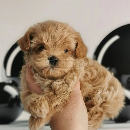 Gyönyörű cavapoo kölykök - 1/3