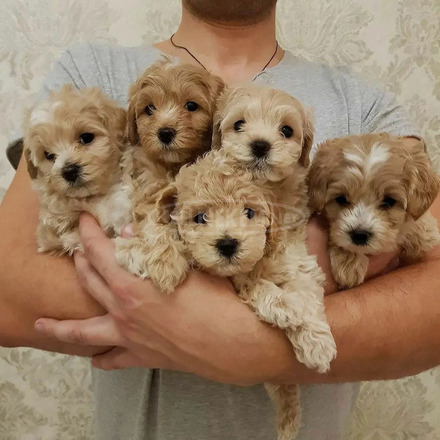 Gyönyörű cavapoo kölykök - 2/3