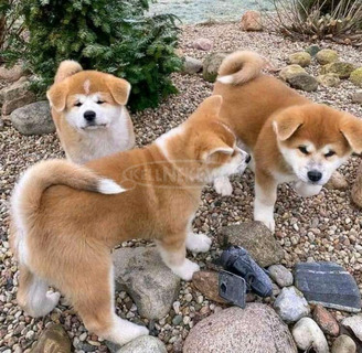 Gyönyörű Akita Inu kölykök