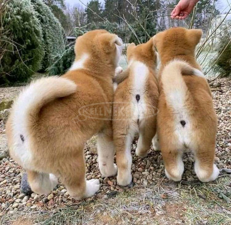 Gyönyörű Akita Inu kölykök - 2/3