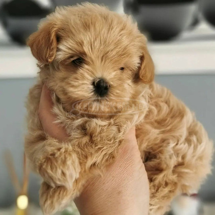 Gyönyörű Maltipoo kölykök - 1/2